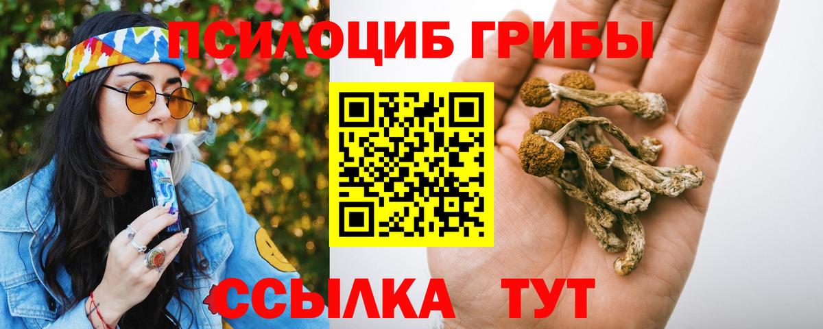 Псилоцибиновые грибы Cubensis Борзя